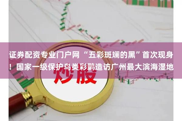 证券配资专业门户网 “五彩斑斓的黑”首次现身！国家一级保护鸟类彩鹮造访广州最大滨海湿地
